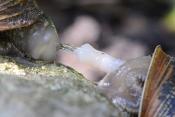 paring segrijnslak (Cornu aspersum) 7-2021 8094